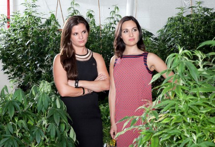 mlode osoby inwestują w legalny biznes marihuanowy