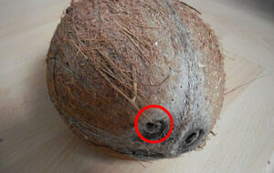 marihuana w kokosie przemyt