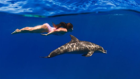 Podobieństwo człowieka i delfina