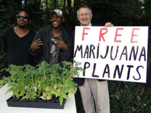 Darmowe sadzonki marihuany