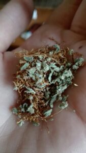 Marihuana na własny użytek