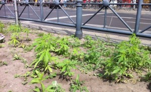 Krzaki marihuany w centrum miasta