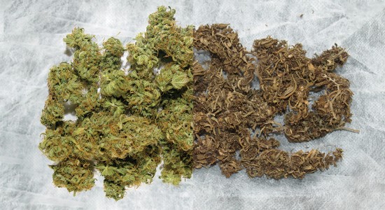 Jakość marihuany w Macedonii