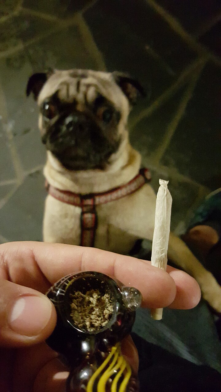 marihuana dla psa