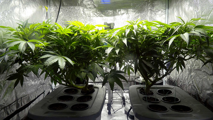 plantacja marihuany w domu