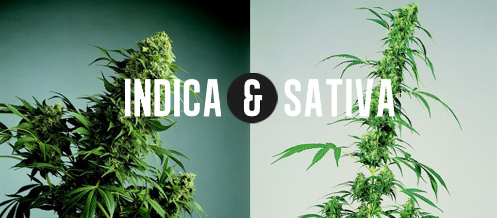 indica-vs-sativa.jpg