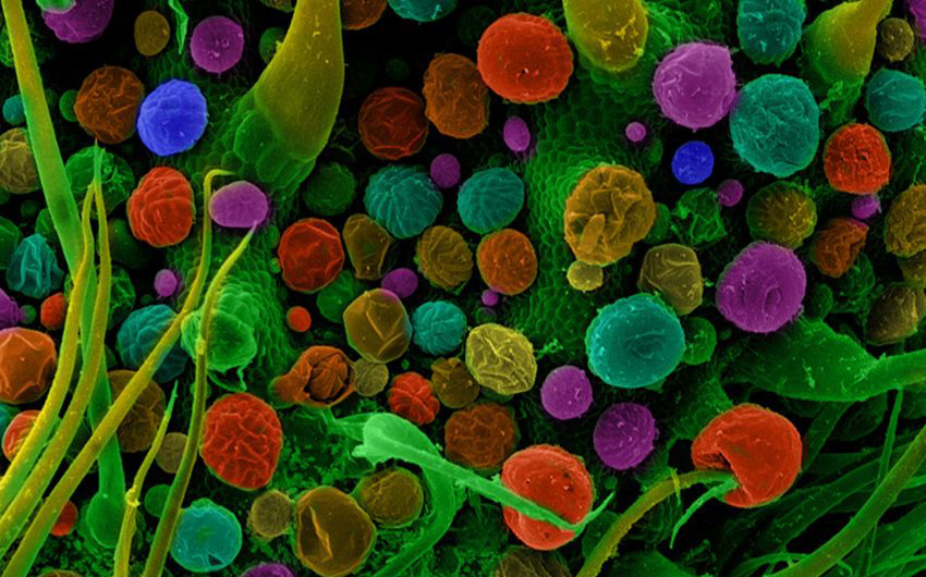 Rzesistek U Golebi Pod Mikroskopem Konopie pod mikroskopem – niesamowite zdjęcia - Cannabis News