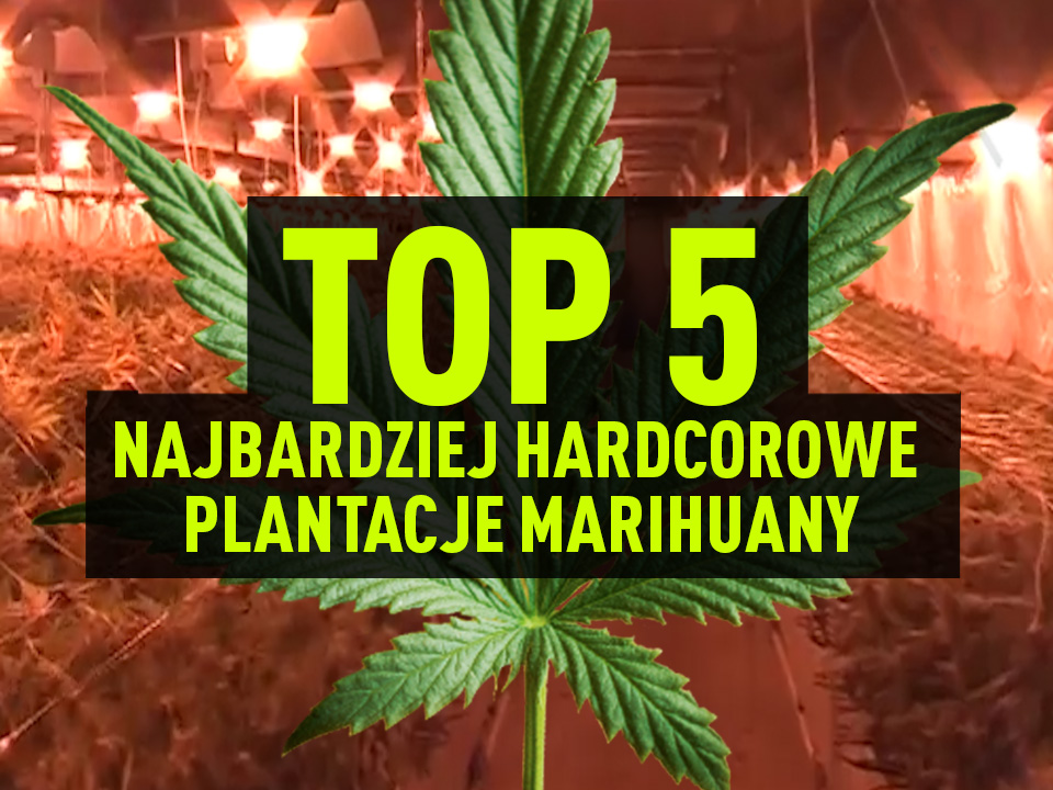 najwieksze plantacje marihuany top 5