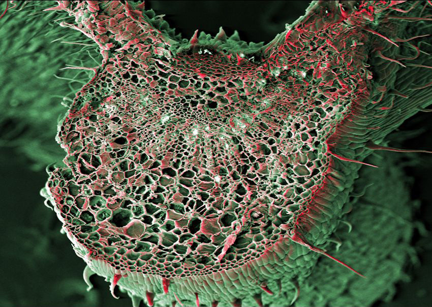 przekrój liścia konopi pod mikroskopem