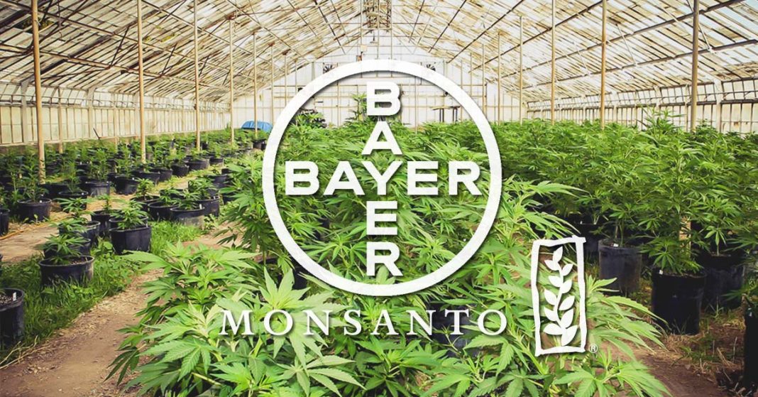 Bayer przejął Monsanto