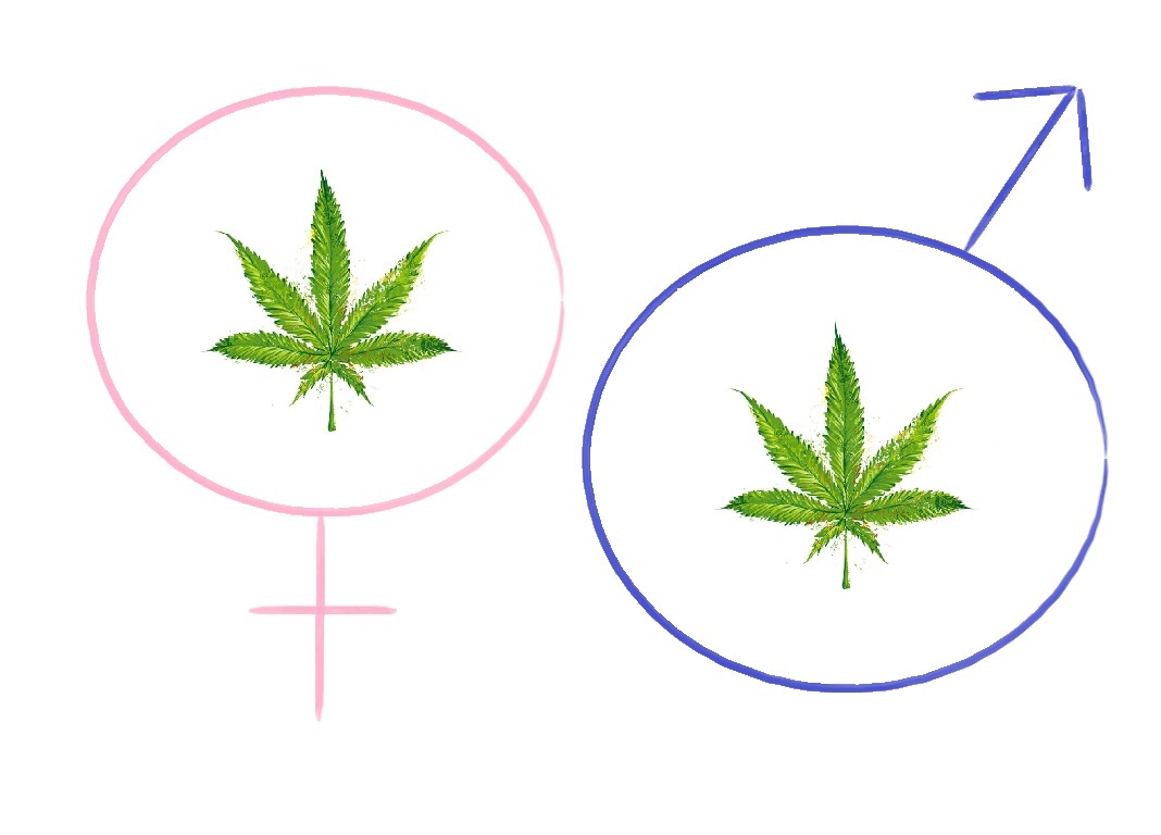 kobiety-mezczyzni-roznice-marihuana