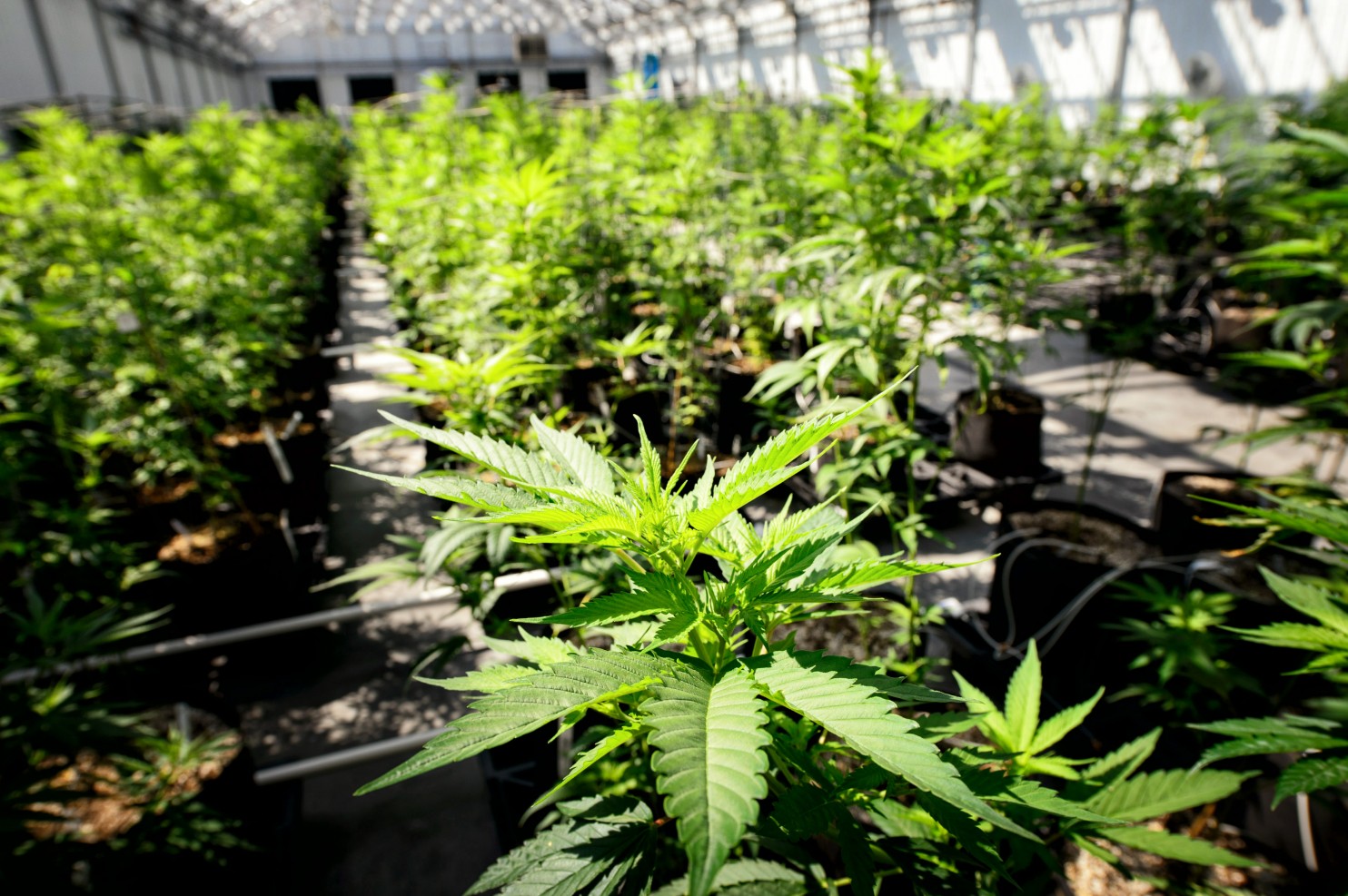 Legalizacja medycznej marihuany w RPA