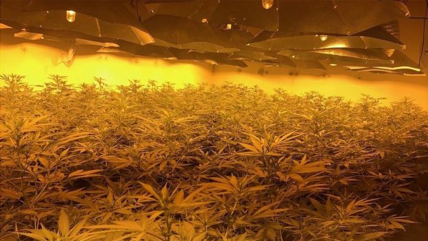 Plantacja marihuany w bunkrze przeciwatomowym