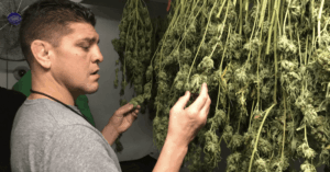 nik diaz mma ufc marihuana