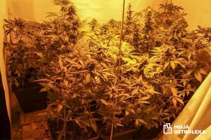 plantacja marihuany w ostrołęce cannabisnews