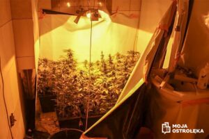 Ponad kilogram marihuany, prawie sto krzaków konopi indyjskich, extasy, kokainę oraz sprzęt do uprawy - policjanci z Ostrołęki zlikwidowali plantację marihuany w centrum miasta. 
