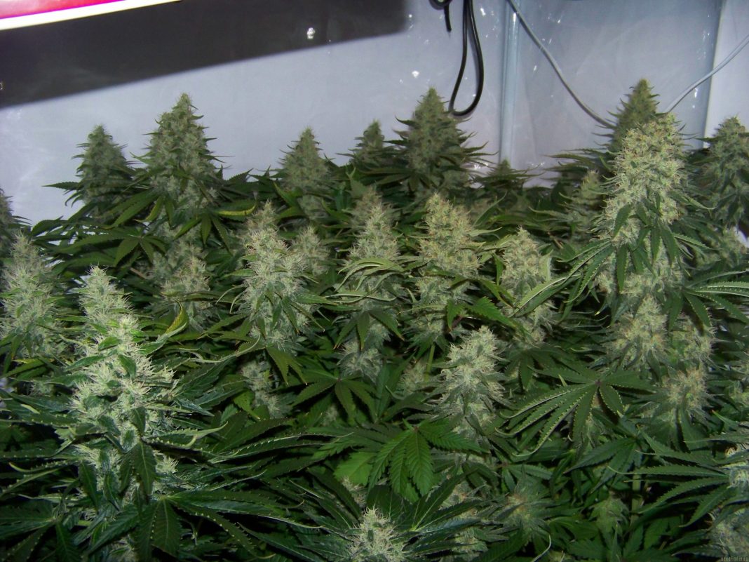 royal gueen seeds nasionamarihuany.pl automatic