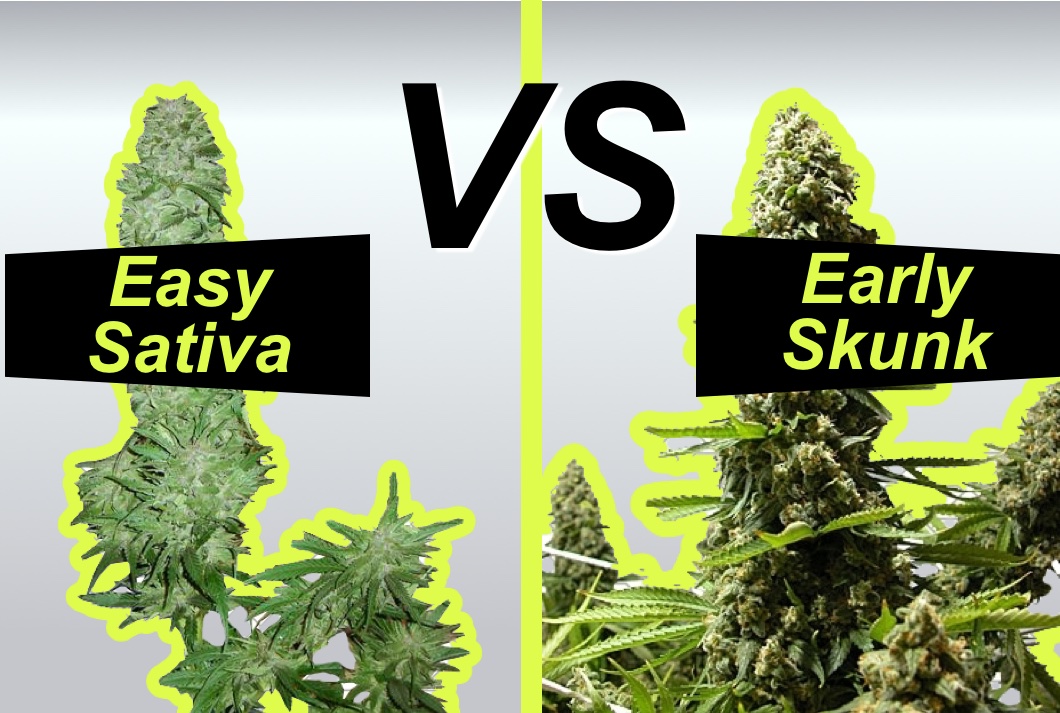 Early skunk vs Easy Sativa porównanie odmian marihuany