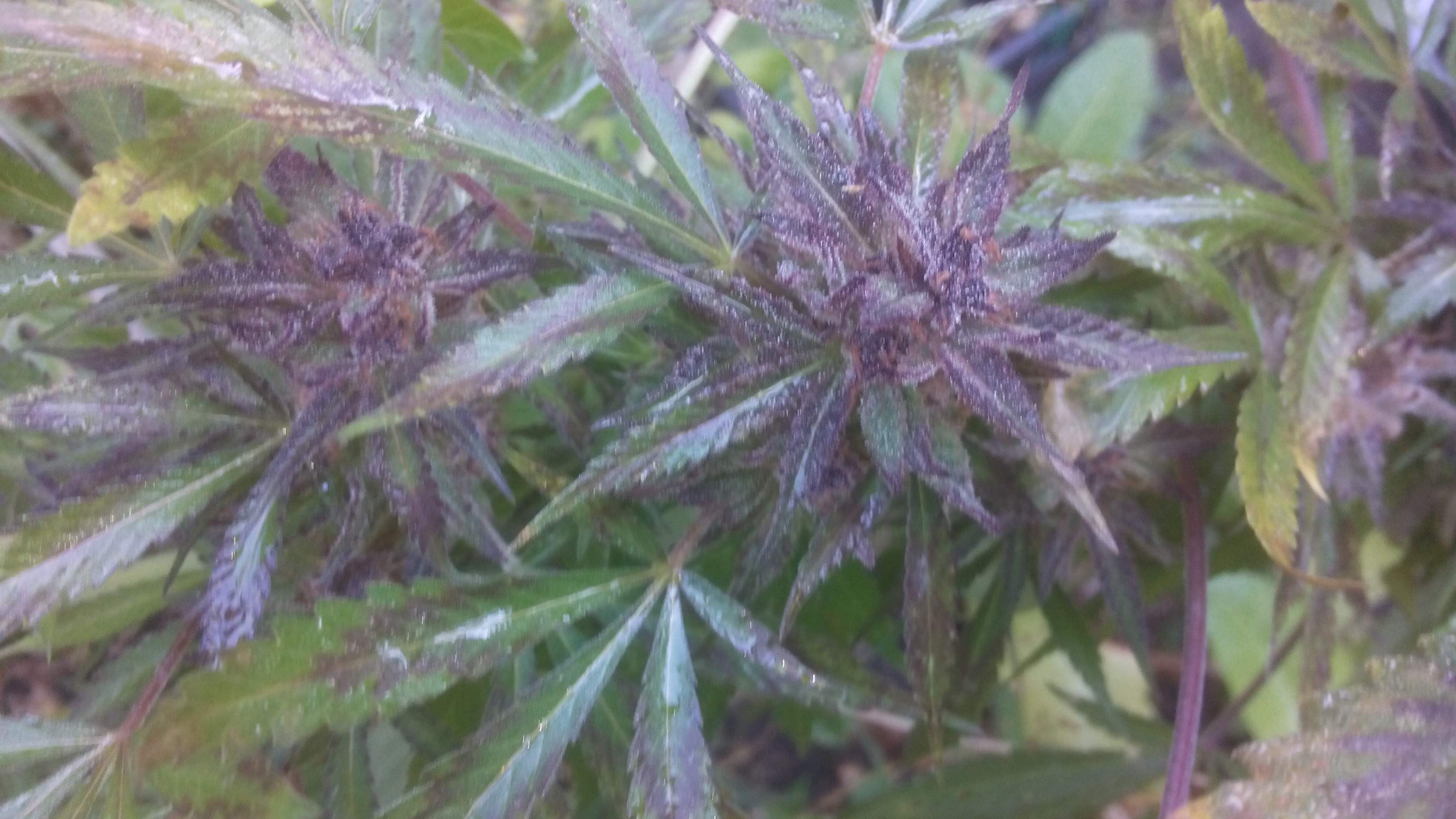 top 5 odmian nasion marihuany konopi indyjskich na polski outdoor uprawa marihuany purple maroc
