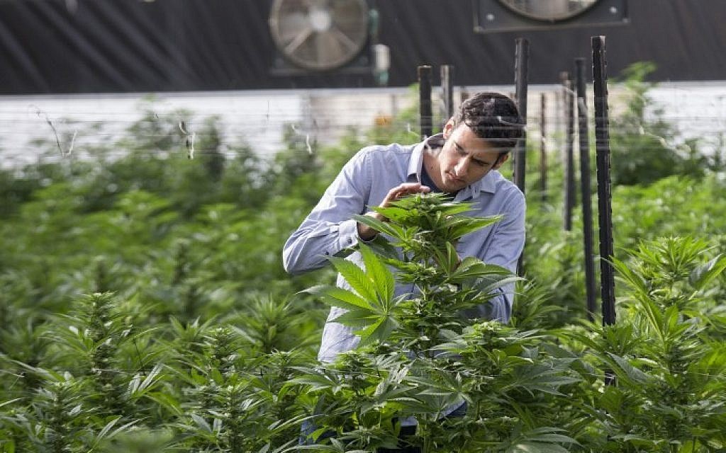 Izrael marihuana medyczna cannabis news wywiad