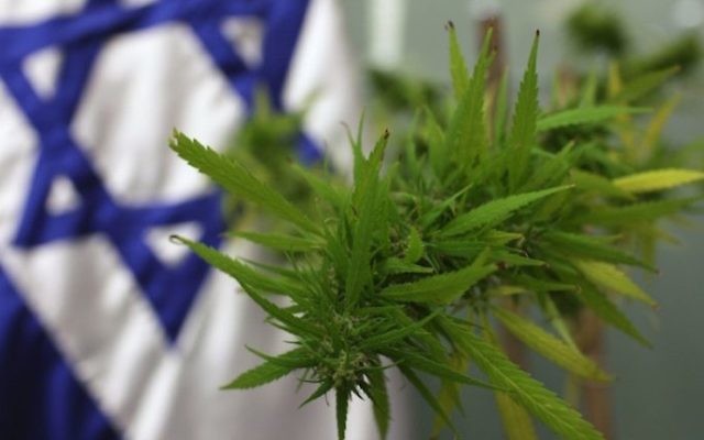 izrael marihuana cannabisnews wywiad