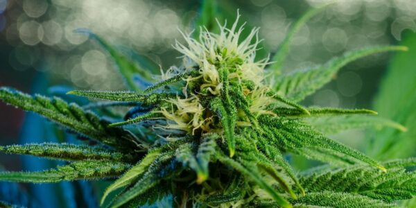 Luksemburg zdecydował się zalegalizować marihuanę rekreacyjną