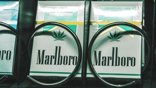 MArlboro inwestuje w konopie indyjskie