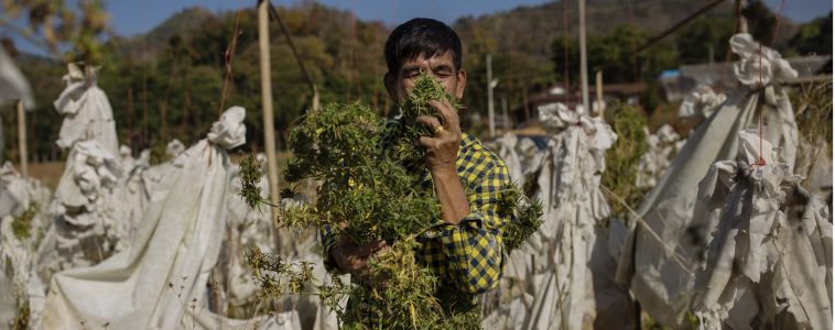 Tajlandia jako pierwszy kraj Azji południowej, legalizuje marihuanę medyczną