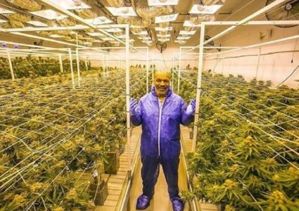 Mike Tyson ranczo - uprawia marihuanę