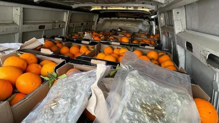 36 kilogramów zioła o czarnorynkowej wartości około miliona złotych ujawniono w samochodzie dostawczym, pomiędzy skrzynkami pełnymi pomarańczy. Towar odkryli i przejęli policjanci z Poznania i Leszna.